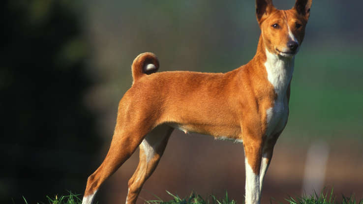 Собака которая не лает!