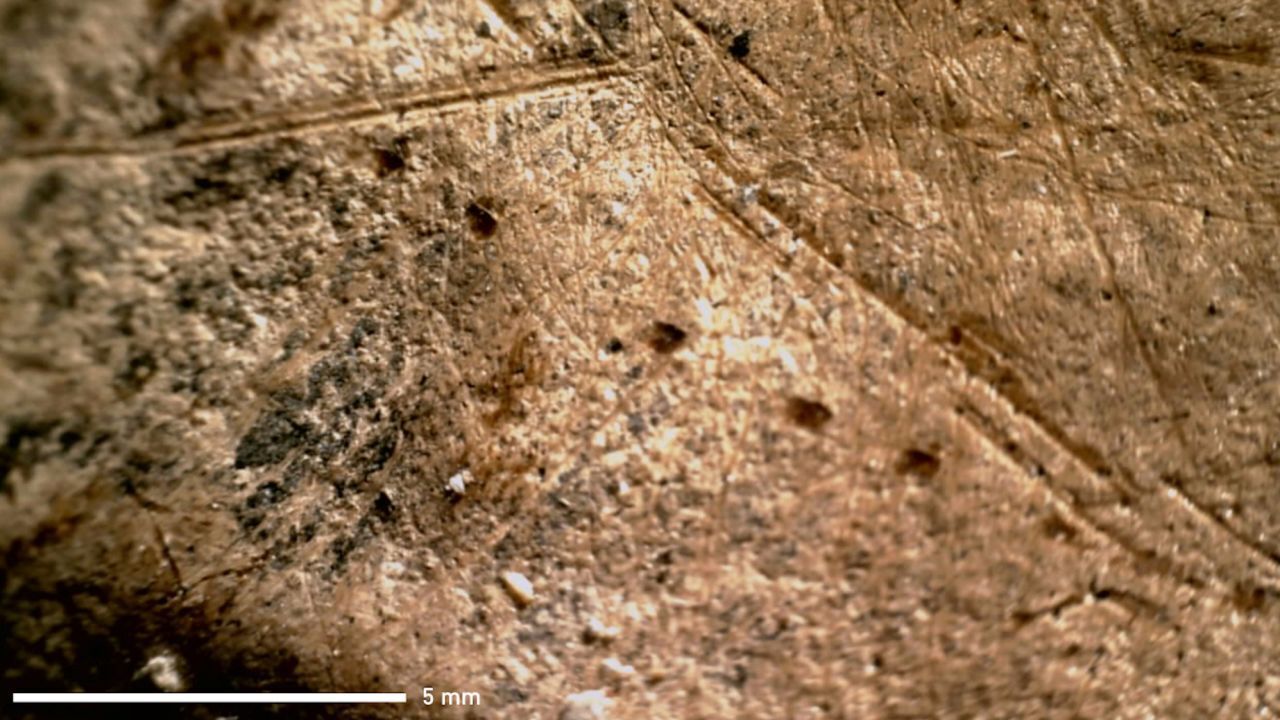 Неандертальцы охотились на огромных слонов, которые когда-то бродили по Северной Европе