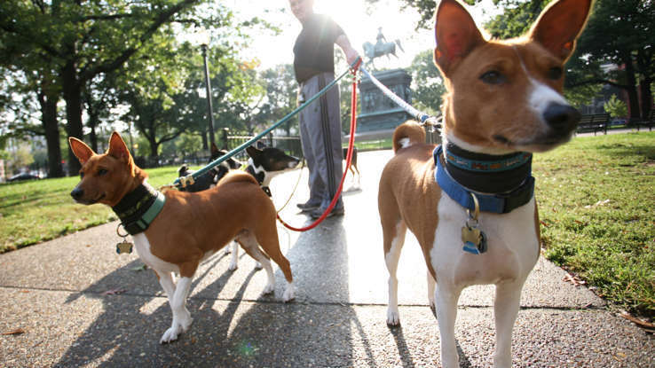 Собака которая не лает!