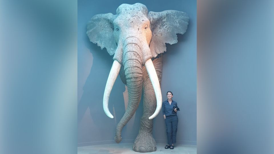 Неандертальцы охотились на огромных слонов, которые когда-то бродили по северной Европе.