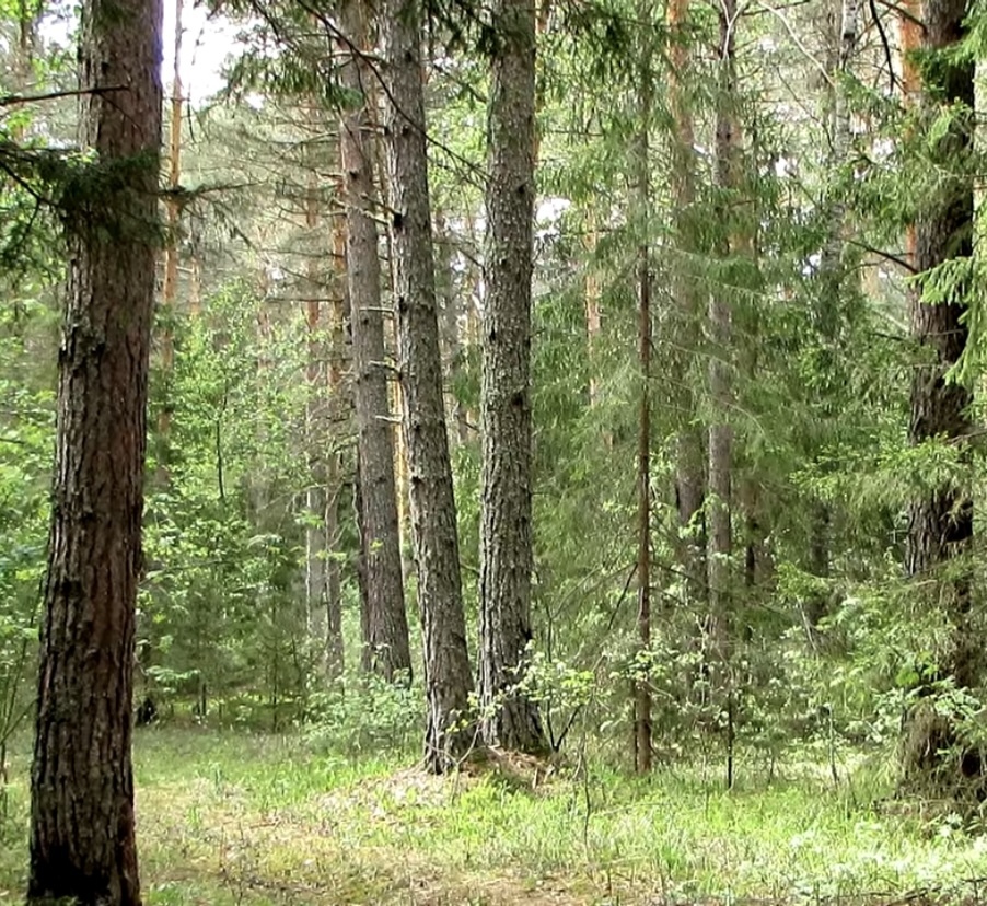 России кислород никто перекрыть не сможет