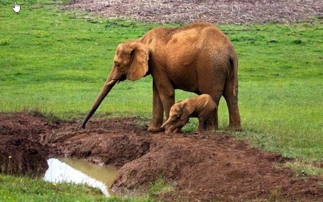 Слониха спасает из трясины своего детеныша