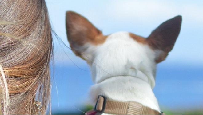 Рассказ о собаке | Влияние собаки на здоровье человека