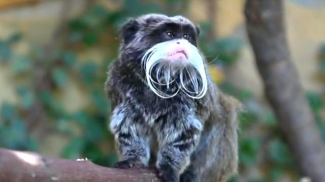 Полиция сообщила, что найдены 2 императорские обезьяны-тамарины, пропавшие из зоопарка Далласа