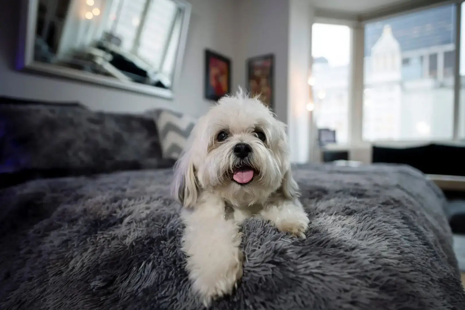 В некоторых зданиях собаки выходят с мусором! Америка сходит с УМА!!