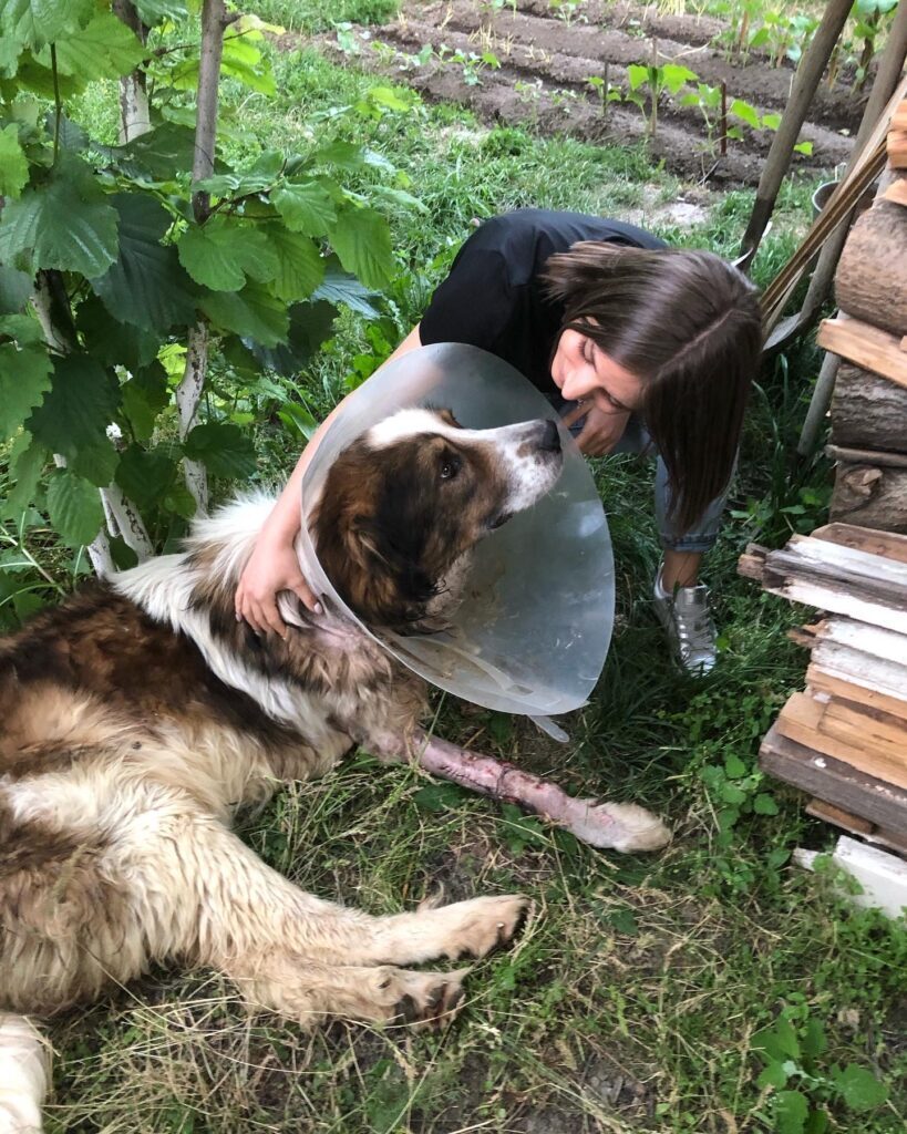 От «Папы-собаки» к «Маме-собаке»