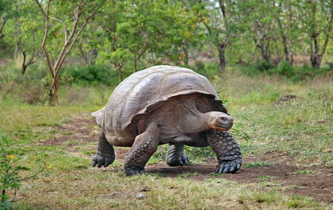 Топ-4 самых медленных животных ?