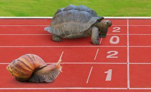 Топ-4 самых медленных животных ?