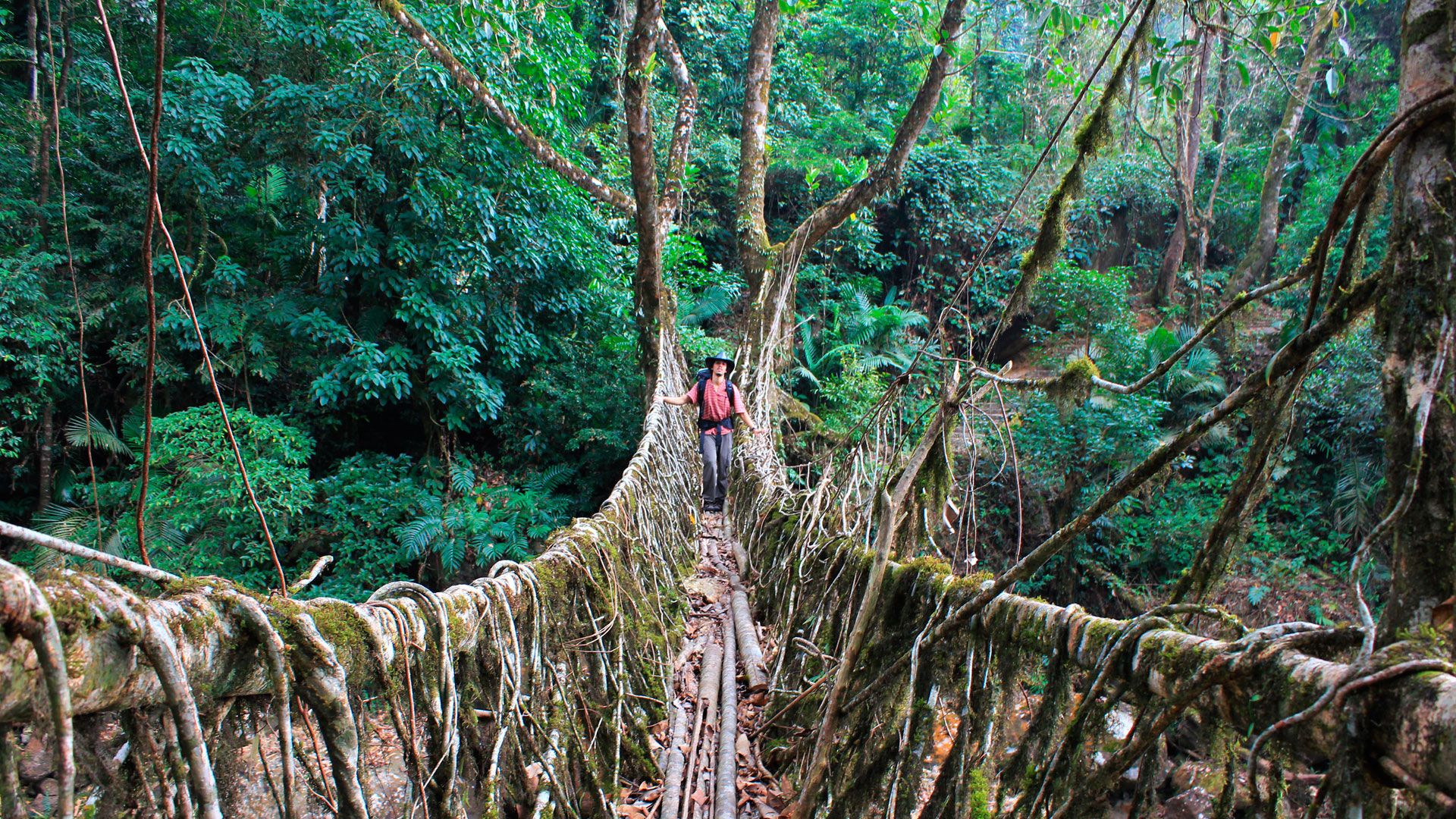 Древняя связь: живые корневые мосты Мегхалаи, чудо естественной инженерии