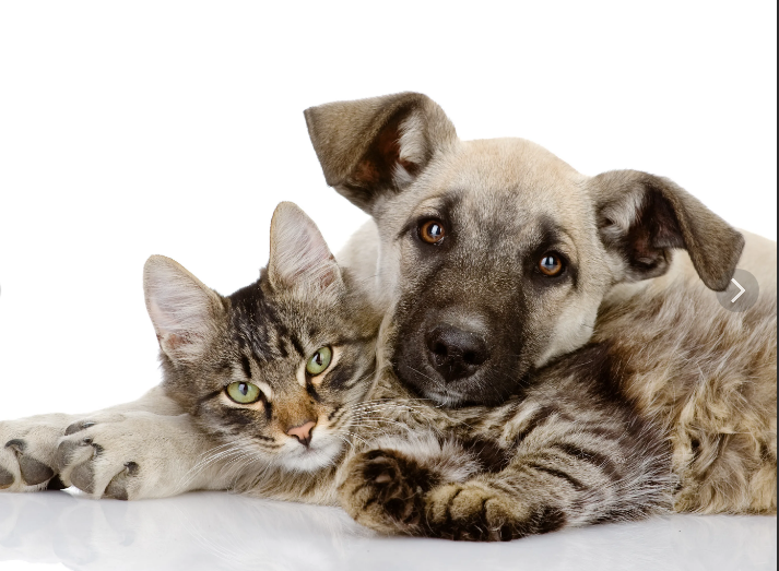 Как подружить кошку и собаку