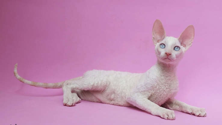 Любителям кошек: одни из самых редких пород кошек в мире!