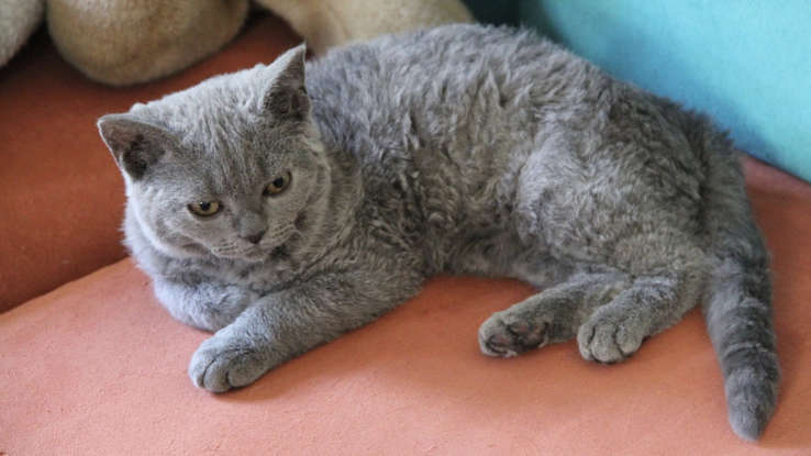 Любителям кошек: одни из самых редких пород кошек в мире!