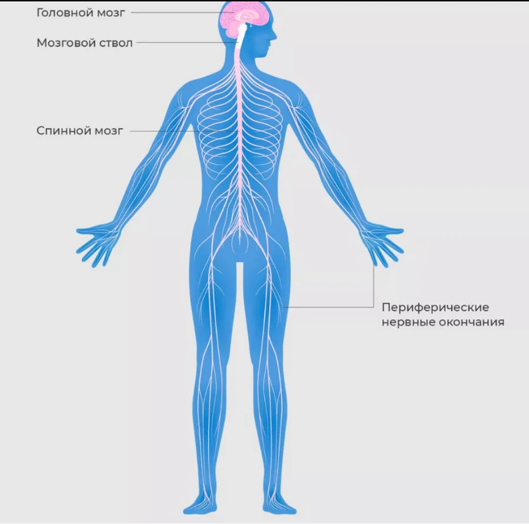 Что может заставить нас чувствовать удовольствие.
