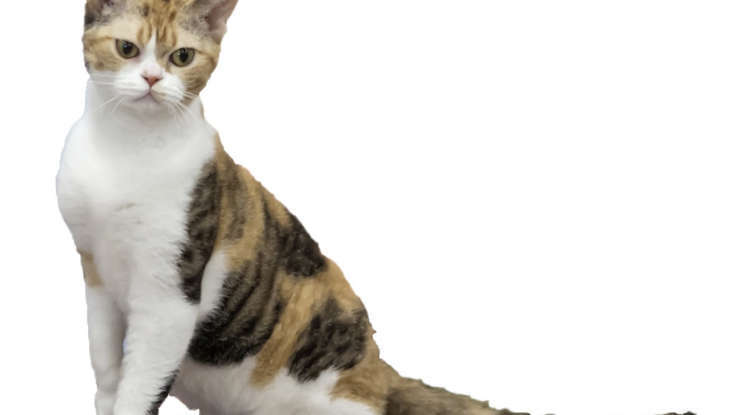 Любителям кошек: одни из самых редких пород кошек в мире!