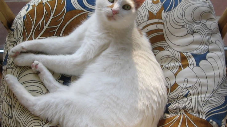 Любителям кошек: одни из самых редких пород кошек в мире!