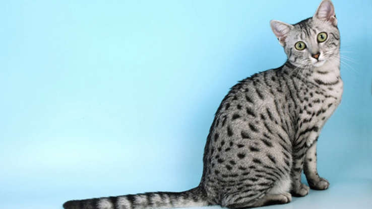Любителям кошек: одни из самых редких пород кошек в мире!