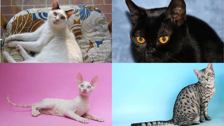 Любителям кошек: одни из самых редких пород кошек в мире!