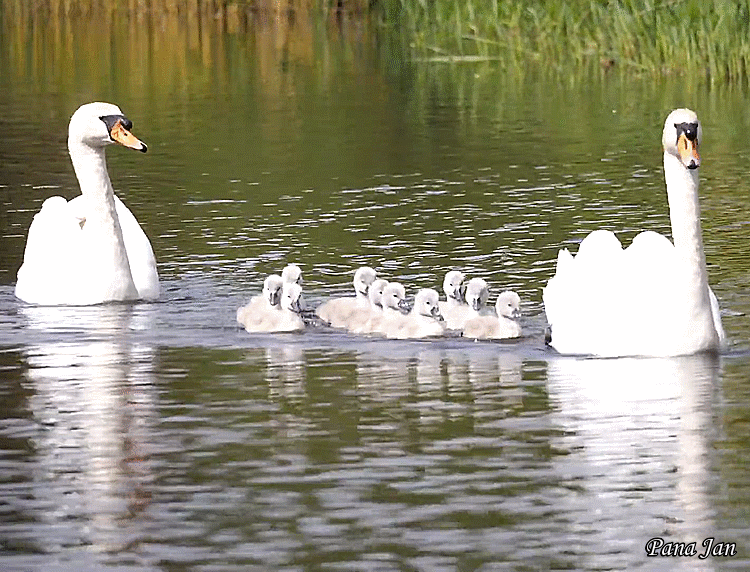 Это жизнь прекрасных лебедей!