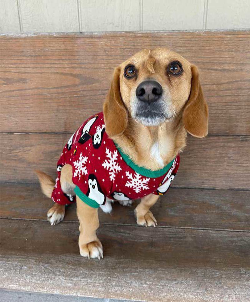 Что случилось с «щенком-единорогом» и виляет ли он хвостом на лбу?