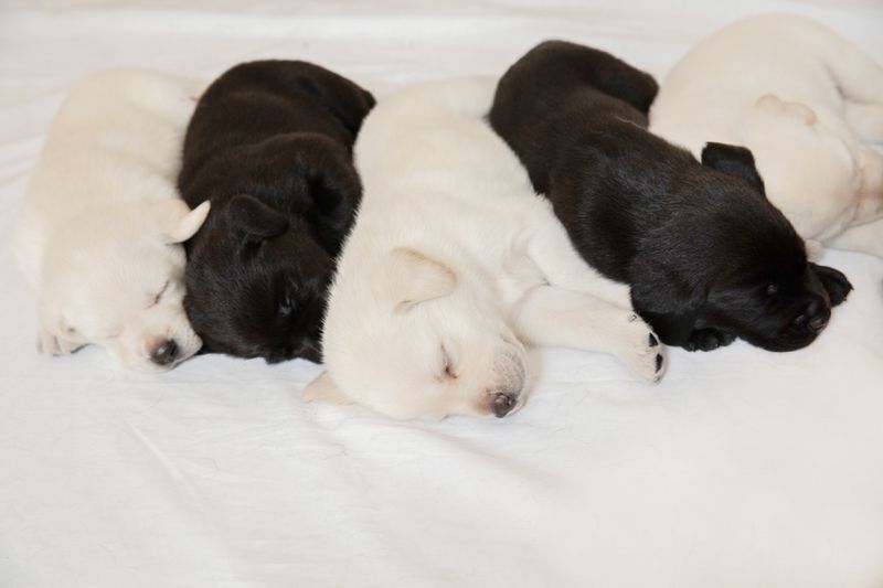 Австралийское агентство собак-поводырей поделилось фотографиями первого помёта 2023 года.