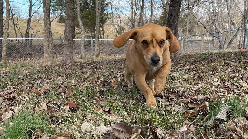 Что случилось с «щенком-единорогом» и виляет ли он хвостом на лбу?