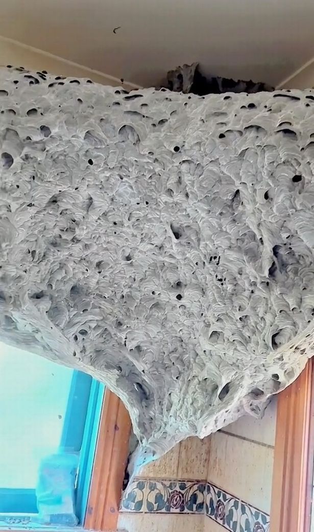 Домовладелец обнаружил в ванной гигантское осиное гнездо, похожее на инопланетное, размером с 1,5 метровый телевизор
