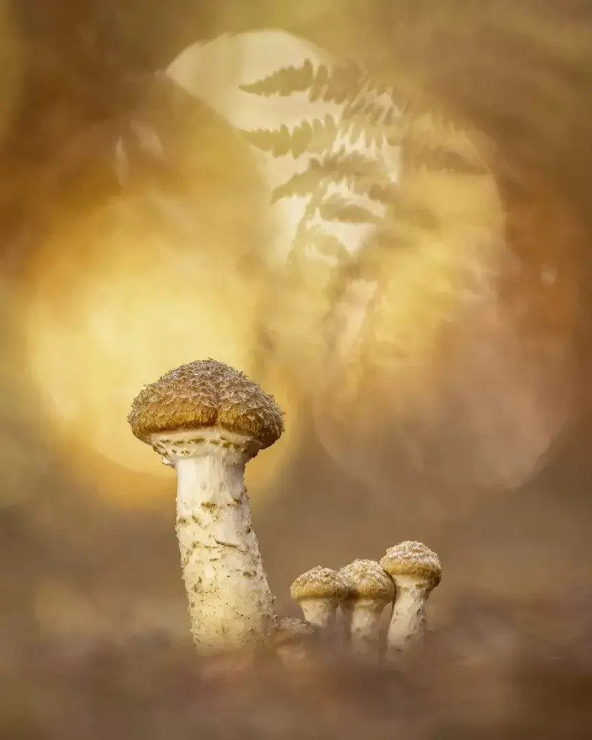 Международный конкурс "Садовый фотограф года 2023"