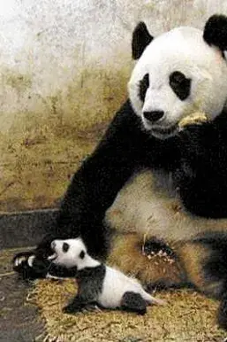 Чихающая панда?