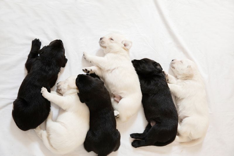 Австралийское агентство собак-поводырей поделилось фотографиями первого помёта 2023 года.