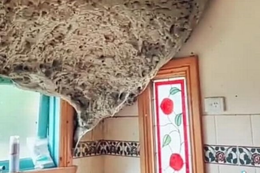 Домовладелец обнаружил в ванной гигантское осиное гнездо, похожее на инопланетное, размером с 1,5 метровый телевизор