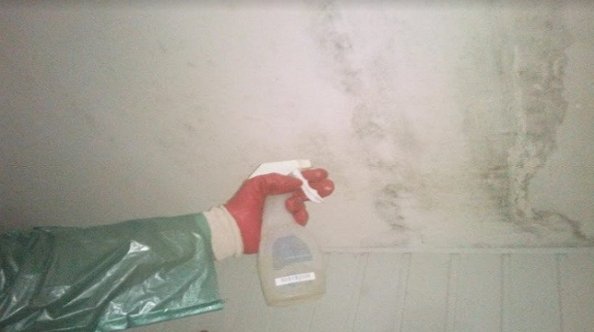 Средство от плесени | Чем удалить плесень