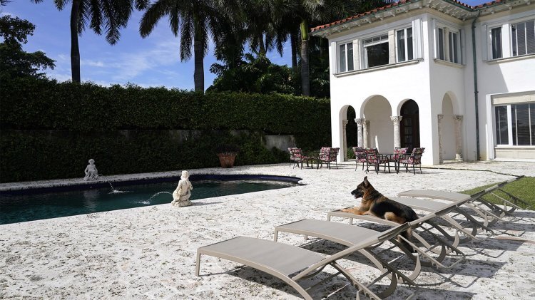 Самая богатая собака в мире: взгляд на жизнь собачьего миллионера