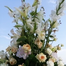 Алеся, г. Смоленск