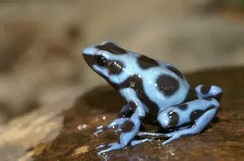 Не бойся, заходи! У нас нет собаки. Какая ответственность грозит за содержание диких животных в квартире?