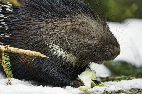 Не бойся, заходи! У нас нет собаки. Какая ответственность грозит за содержание диких животных в квартире?