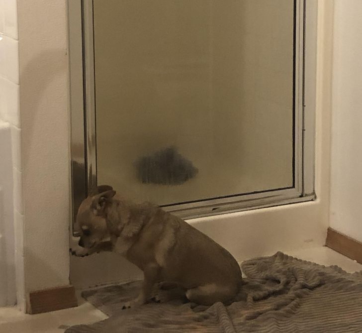 20+ фотографий, доказывающих, что у собак есть своя собственная логика