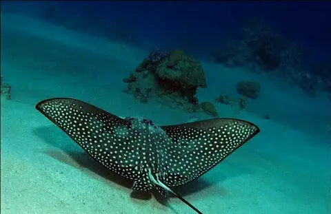 Не бойся, заходи! У нас нет собаки. Какая ответственность грозит за содержание диких животных в квартире?