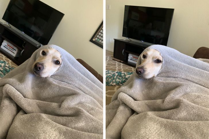 20+ фотографий, доказывающих, что у собак есть своя собственная логика