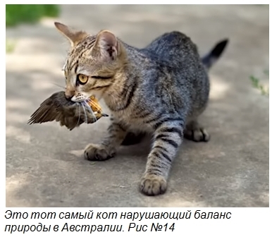 Десять фактов о кошках, о которых вы не догадываетесь.Часть 2