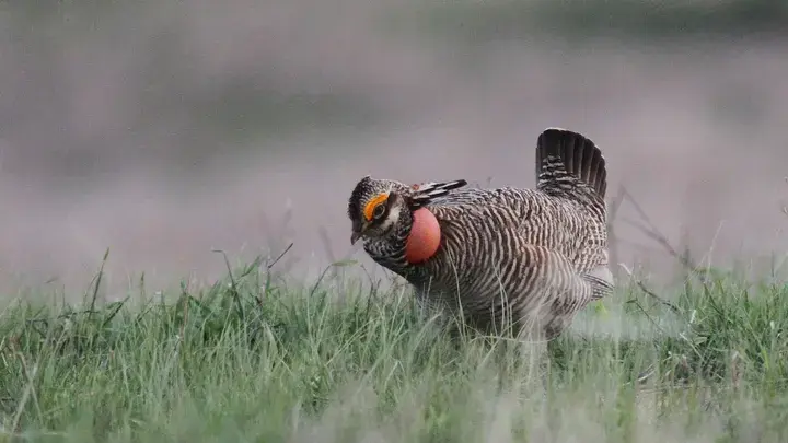 Техас угрожает подать в суд на Байдена из-за «незаконных, нисходящих» экологических правил, угрожающих фермерам и производителям энергии