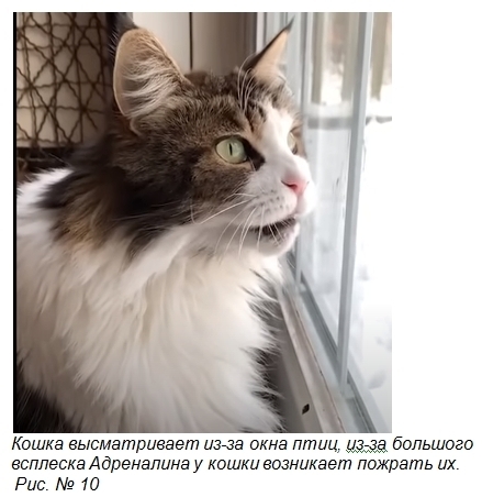 Десять фактов о кошках, о которых вы не догадываетесь.Часть 2