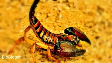 Не бойся, заходи! У нас нет собаки. Какая ответственность грозит за содержание диких животных в квартире?