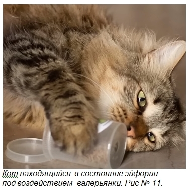 Десять фактов о кошках, о которых вы не догадываетесь.Часть 2