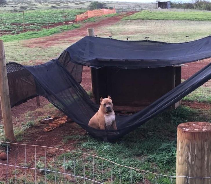 20+ фотографий, доказывающих, что у собак есть своя собственная логика