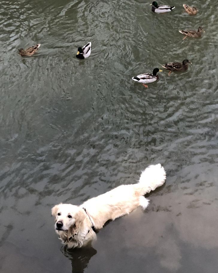 20+ фотографий, доказывающих, что у собак есть своя собственная логика