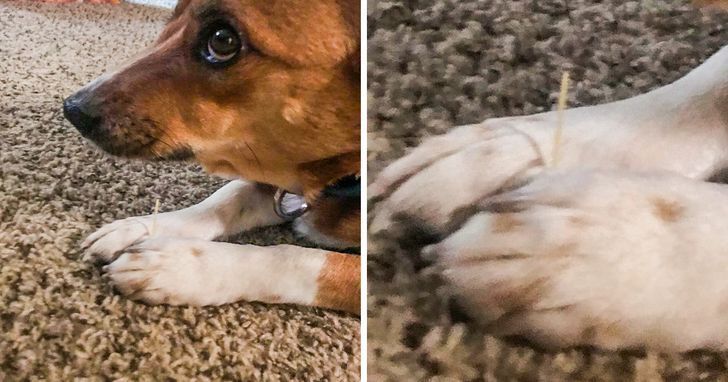 20+ фотографий, доказывающих, что у собак есть своя собственная логика