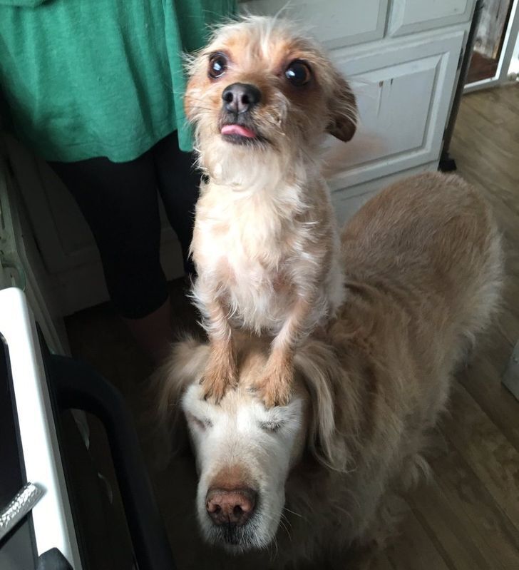 20+ фотографий, доказывающих, что у собак есть своя собственная логика