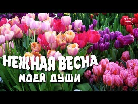 «Психологические преимущества весны: изучение мифов и реалий»