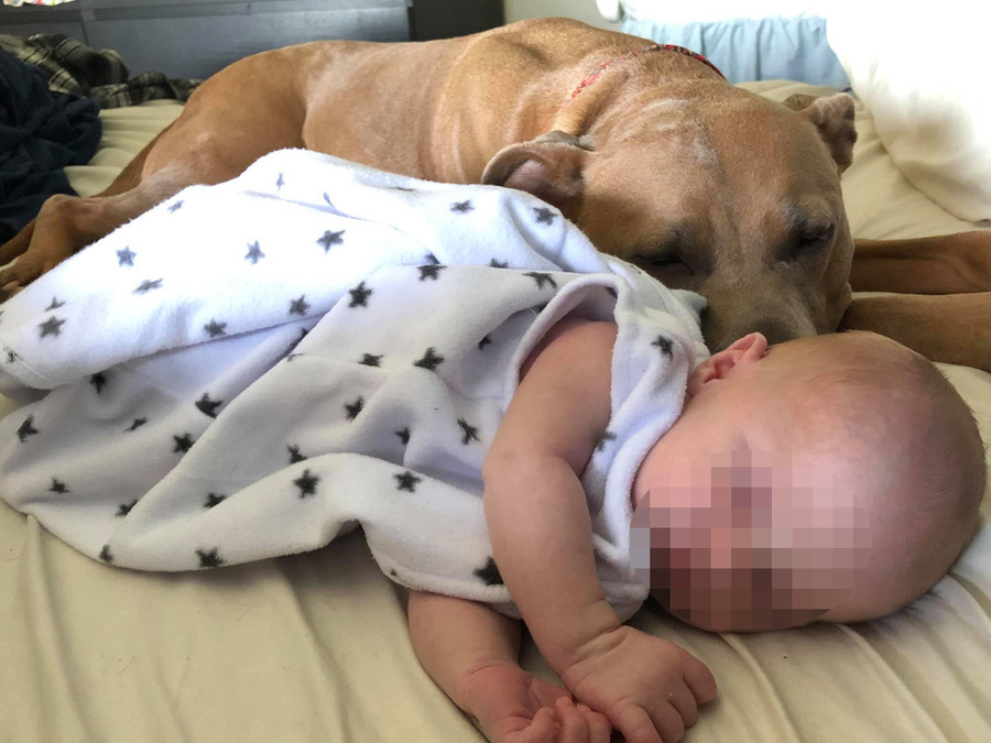 Собака Отказывается Позволять Ребенку Спать Одному