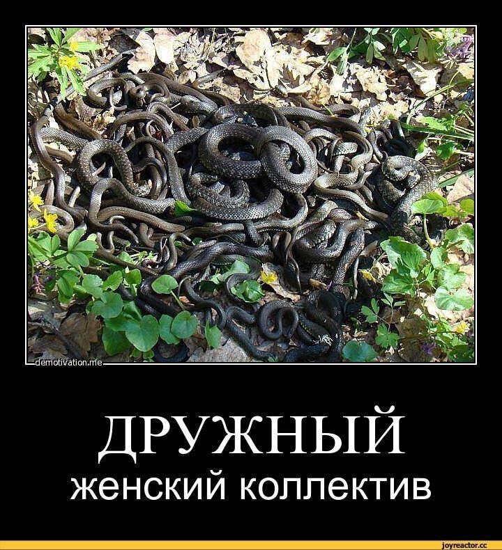 Бабье царство или как выжить в женском коллективе!